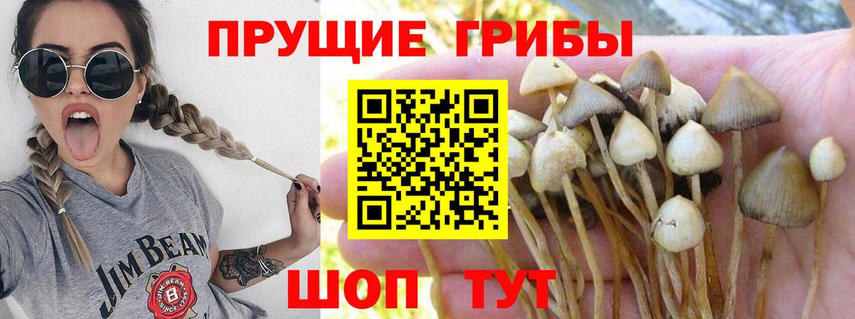 Псилоцибиновые грибы MAGIC MUSHROOMS  Вход с VPN  Тайшет  Псилоцибиновые грибы MAGIC MUSHROOMS 